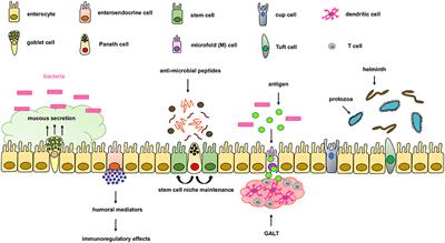 Dysregulation of Intestinal Epithelial Cell RIPK Pathways Promotes Chronic Inflammation in the IBD Gut